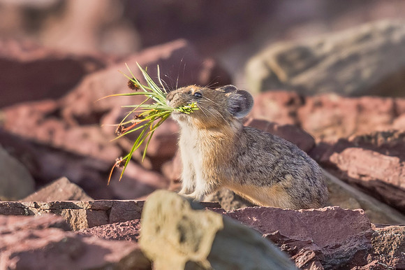 American_pika_Glacier_2016_1