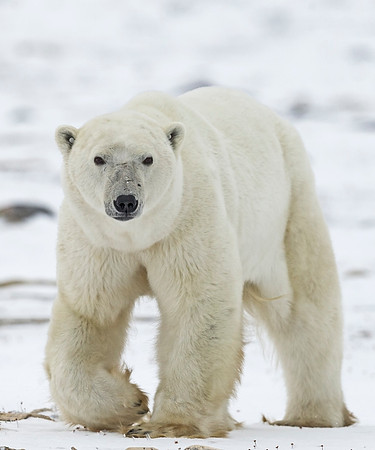 Polar_Bear_CH_3