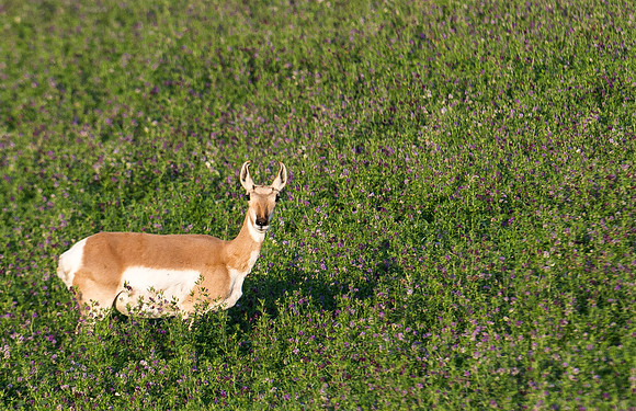 Pronghorn_antelope_8