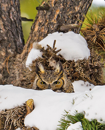 Great_horned_owl_41