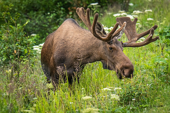 Moose_KP_2021_1