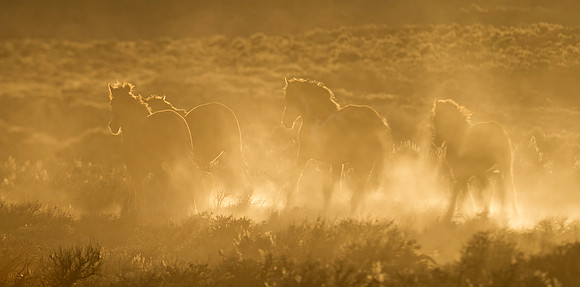 Wild_horse_15