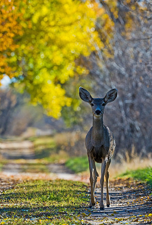 Mule_deer_36