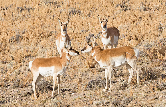 Pronghorn_antelope_14
