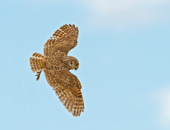 Burrowing_Owl_Pawnee_1