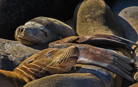 Sea_lion_2