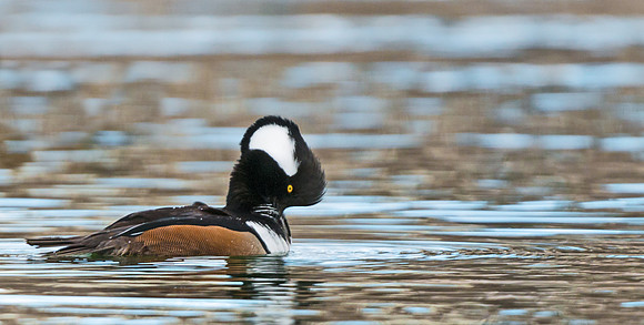 Hooded_merganser_6