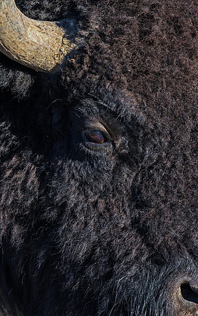 Bison_32
