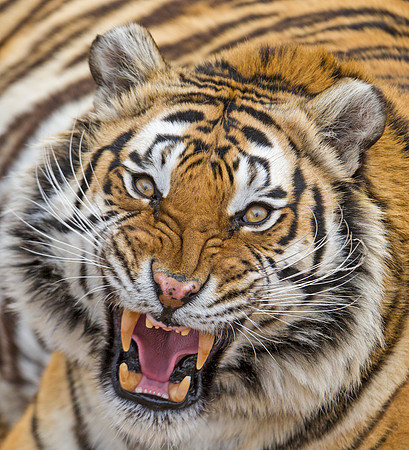 Siberian_Tiger_2