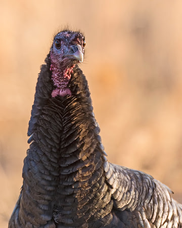 Turkey_WC_8