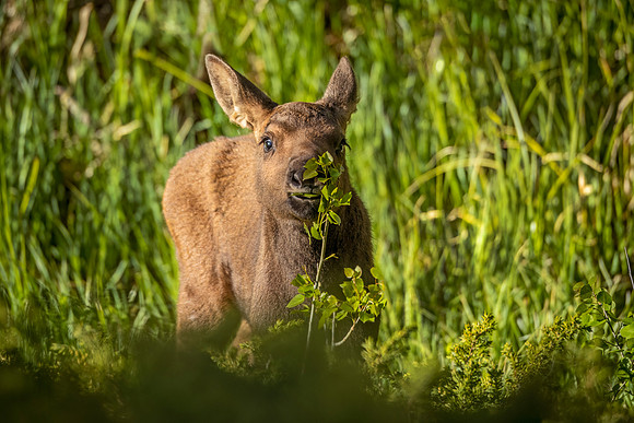 Moose_RMNP_2024_1