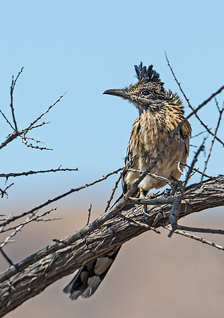 Roadrunner_2