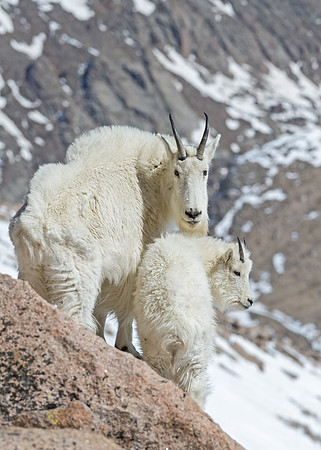 Mountain_Goat_10