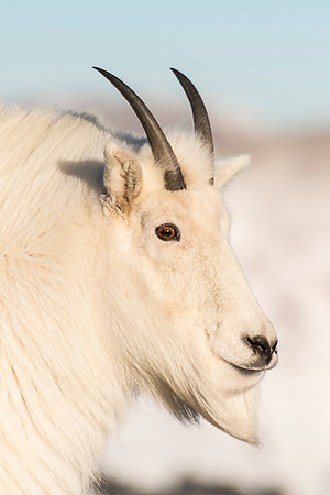 Mountain_Goat_42