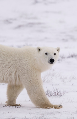 Polar_Bear_CH_7