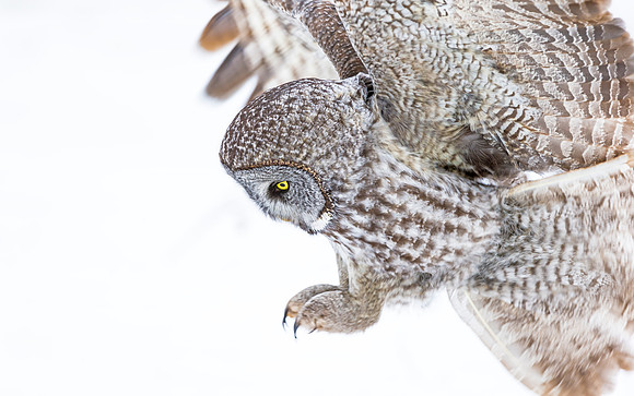 Great_gray_owl_4