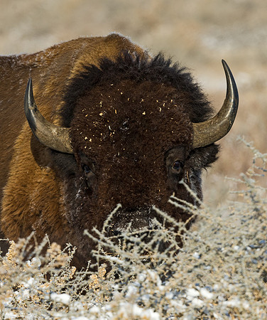 Bison_47