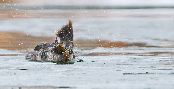 Hooded_merganser_8
