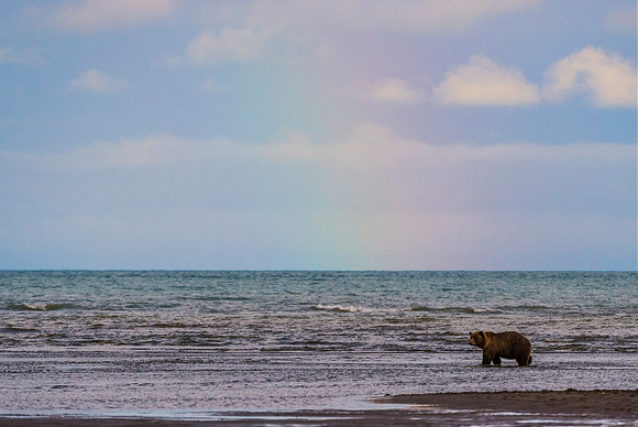 Brown_Bear_LC_19