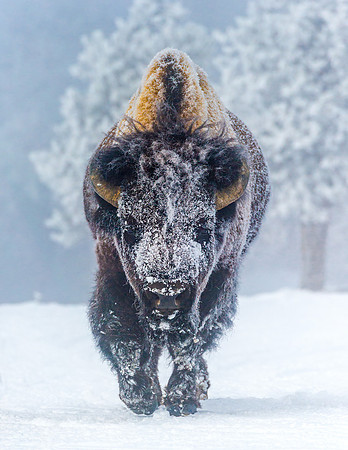 Bison_YNP_2016_5