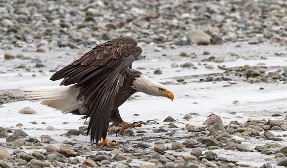 Bald_Eagle_Haines_18