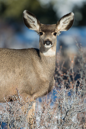 Mule_deer_doe_41