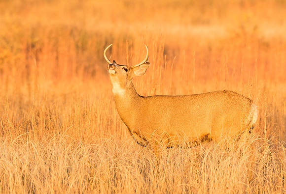 Mule_deer_buck_89