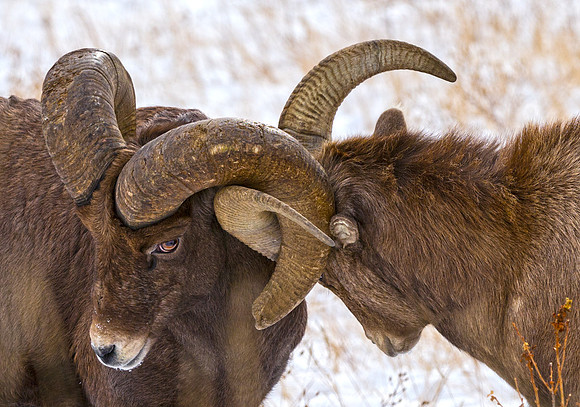 Bighorn_ram_81