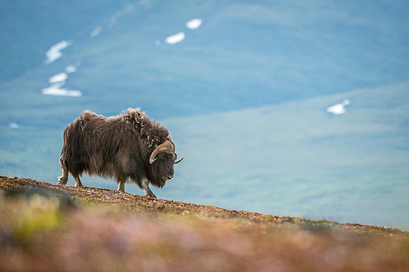 Muskox_Nome_2024_4