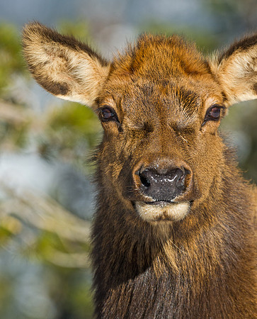Elk_16