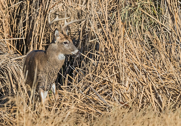White-tailed_deer_27