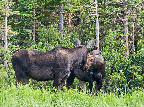 Moose_64