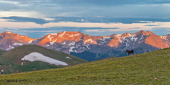 Moose_Trail_Ridge_Road_2017_1