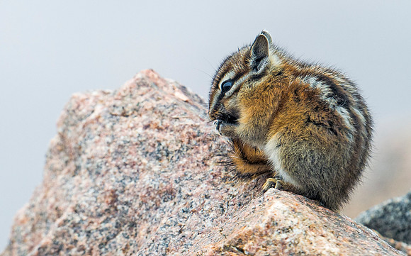 Chipmunk_1