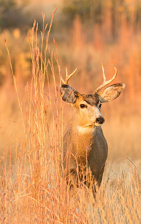 Mule_deer_buck_90