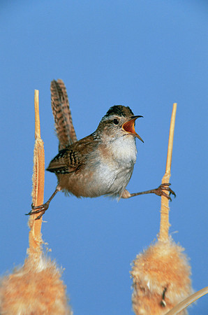 7 - Marsh Wren