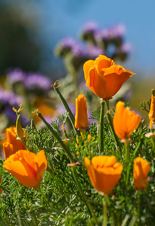 Antelope_Valley_Poppies_3