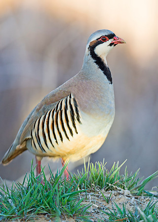 Chukar_6