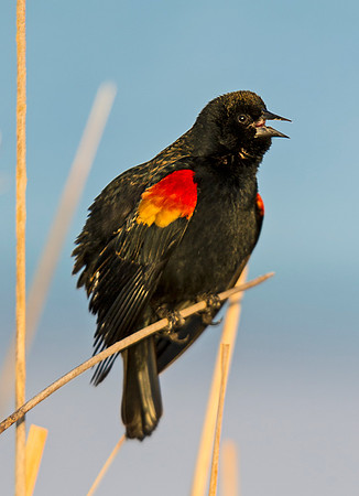 Red-winged_blackbird_3