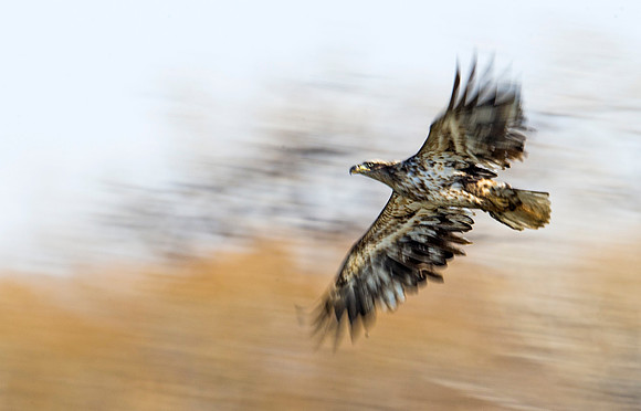 Bald_eagle_98