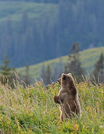 Brown_bear_LC_32