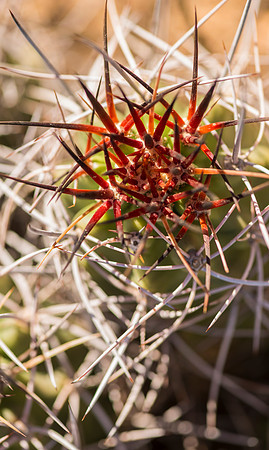 Joshua_Tree_National_Park_3