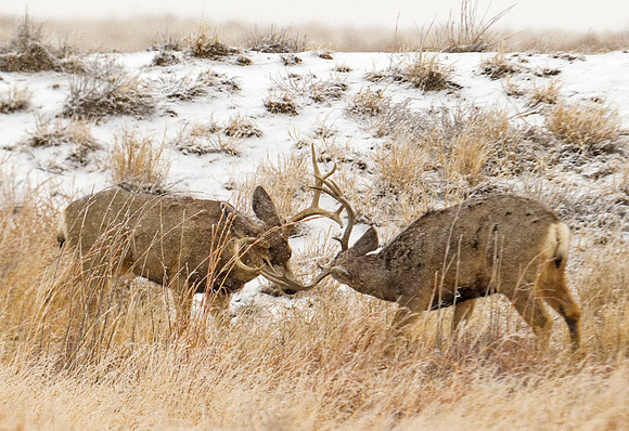 Mule_deer_100