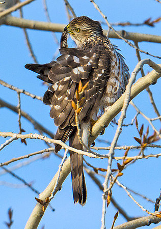 Sharp-shinned_Hawk_1
