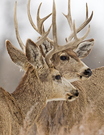 Mule_deer_105