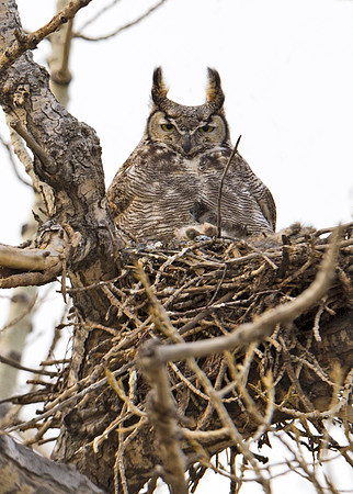 Great Horned Owl 17