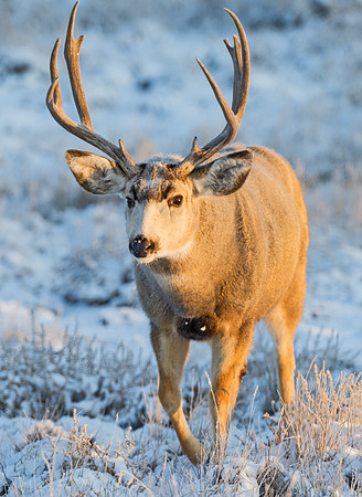 Mule_deer_buck_76