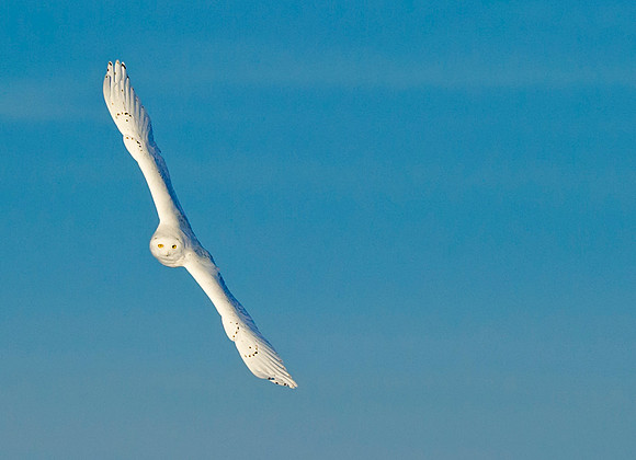 Snowy_owl_11