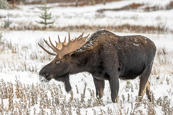 Moose_YNP_2024_5