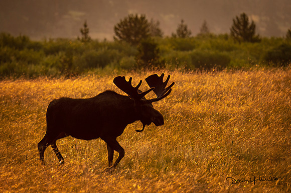 Moose_RMNP_2021_20